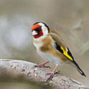 Goldfinch Poster
