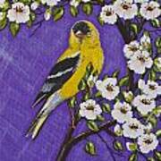 Goldfinch In Pear Blossoms Poster