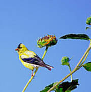 Goldfinch On Stem Poster