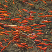 Goldfish Carassius Auratus Swimming Poster