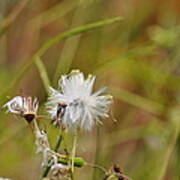 Gone To Seed Poster