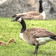 Goose And Gosling Afternoon Graze Poster