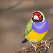 Gouldian Finch Poster