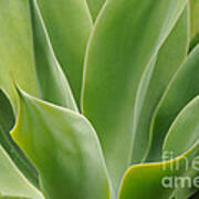 Graceful Agave Poster