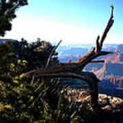 Grand Canyon Dead Tree Poster