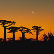 Grandidiers Baobab Trees And Moon Poster