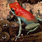 Granular Poison Dart Frog Costa Rica Poster