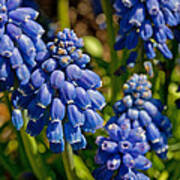 Grape Hyacinth Cluster Poster