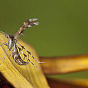 Grape Plume Moth Poster