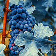 Grapes - Blue Poster