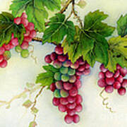 Grapes Poster