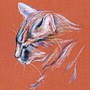 Gray Cat In Profile - Pastel Poster