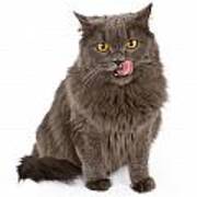 Gray Cat With Tongue Out Isolated On White Poster