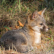 Gray Fox Kit Poster