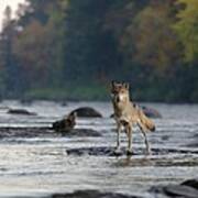 Gray Wolf On Kettle River Poster