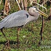 Great Blue Heron And The Banded Water Snake Poster