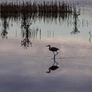 Great Blue Heron At Sundown Poster