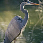 Great Blue Heron At Sunset Poster