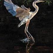 Great Blue Heron Poster