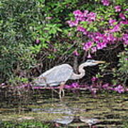 Great Blue Heron Poster