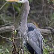 Great Blue Heron Poster