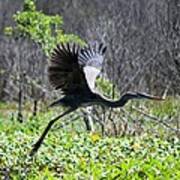 Great Blue Heron Take Off 1 Poster