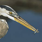 Great Blue Heron With Juvenlile Mullet Poster
