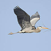 Great Blue Heron With Nest Material Poster