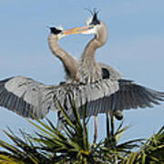 Great Blue Herons Courting Poster