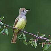 Great Crested Flycatcher Poster
