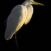 Great Egret At Sunset Poster