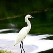 Great Egret Poster