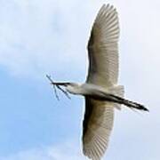 Great Egret In Flight Poster