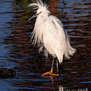 Great Egret Walking On Water Poster