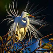 Great Egret With Breeding Plumage 1 Poster
