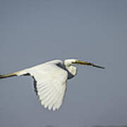 Great Egret With Intentions Poster