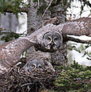 Great Gray Owl Nest Poster