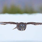 Great Gray Owl On The Hunt Poster
