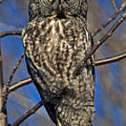 Great Grey Owl Poster