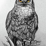 Great Horned Owl Black And White Poster