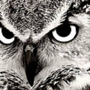 Great Horned Owl In Black And White Poster