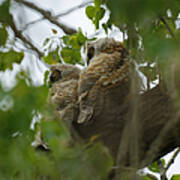 Great Horned Owlets 5 20 2011 Poster