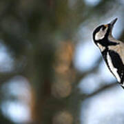 Great Spotted Woodpecker Poster