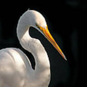 Great White Egret Portrait. Merritt Island N.w.r. Poster