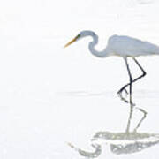 Great White Egret Reflection Poster