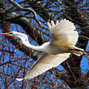 Great White Heron Islip New York Poster