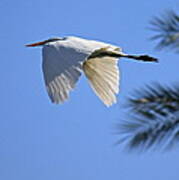 Great White In Flight Poster