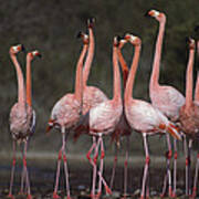 Greater Flamingo Group Courtship Dance Poster