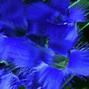 Greater Fringed Blue Gentian Poster