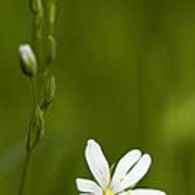 Greater Stitchwort Poster